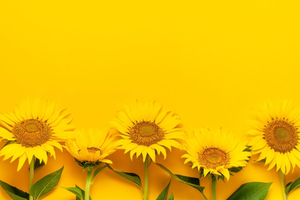 Tournesols côte à côte